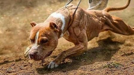 鬼獒咬死藏獒视频( 到底谁才是最凶猛的犬种)