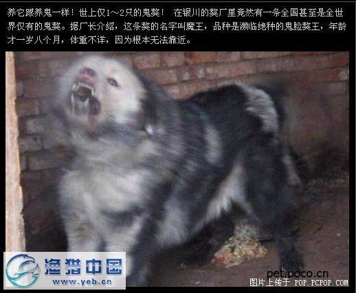 鬼獒王( 它为什么这么贵)