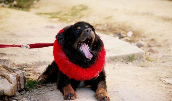 鬼面藏獒( 真的有这么大的犬类吗)