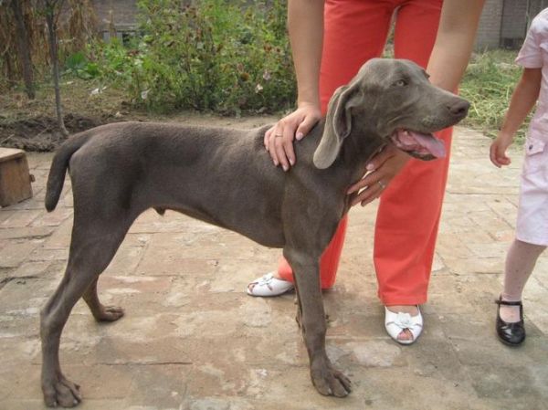 魏玛猎犬(它真的适合城市生活吗)