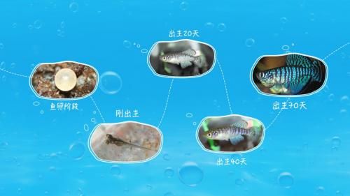 魔法鱼( 魔法鱼到底是怎么孵化的)