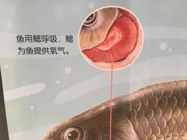 鱼不在水里(又该如何呼吸)