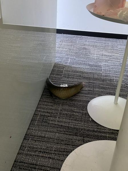 鱼从鱼缸里跳出来(是你没做好吗)