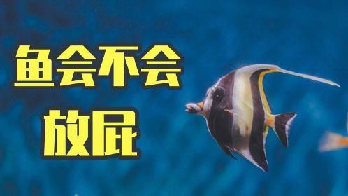 鱼会放屁吗?(这事儿是真的吗)