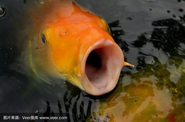 鱼嘴巴一张一合在干嘛(它们用嘴巴呼吸吗)