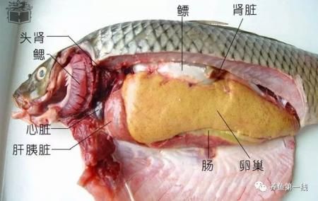 鱼有没有心脏( 鱼类的心脏和人类的心脏有什么不同)