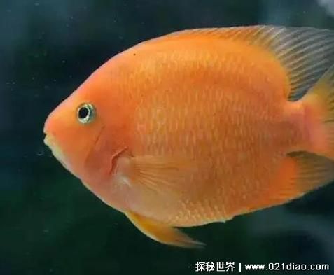 鱼有耳朵吗(那为什么我们看不见)