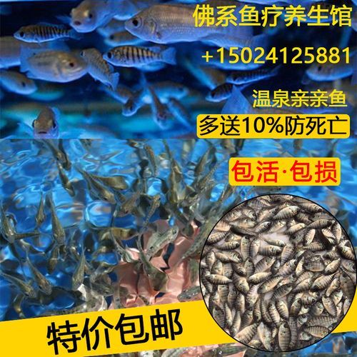 鱼疗的鱼是什么鱼(它们来自哪里)