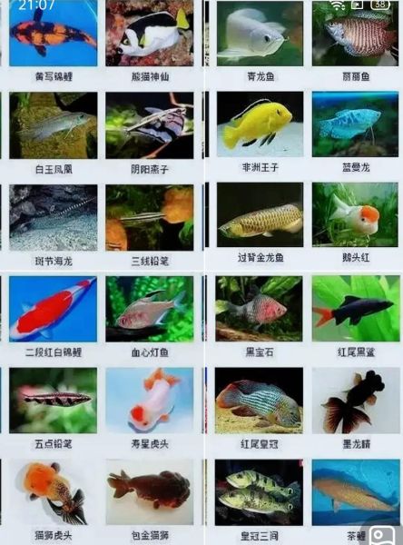 鱼的图片( 鱼的图片带你认识它们)