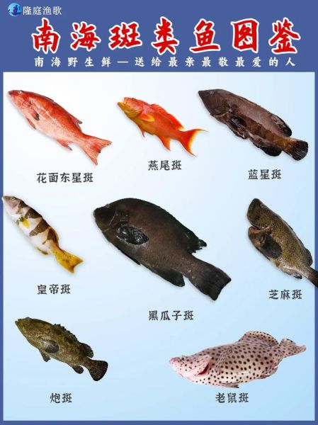 鱼的种类(还有哪些常见的鱼类)