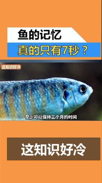 鱼的记忆(它们能记住自己的家吗)
