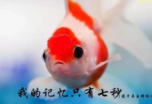 鱼的记忆只有七秒钟(那它们会记得曾经的快乐吗)