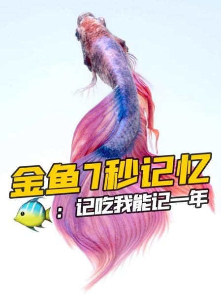 鱼的记忆真的只有7秒吗(这算不算记忆力好)