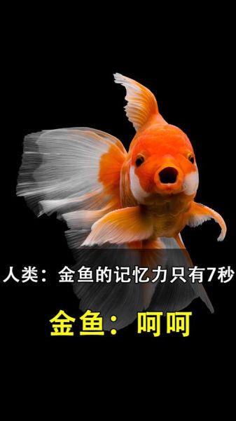 鱼的记忆真的只有7秒吗(这算不算记忆力好)