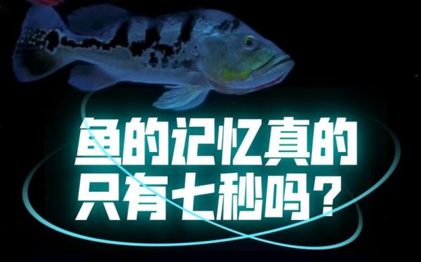 鱼的记忆真的只有七秒吗(那它们怎么还会记得寻找食物呢)