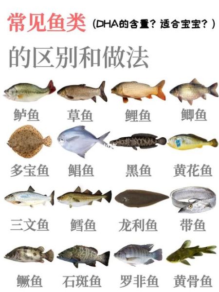 鱼的资料(它们都是怎么分类的)