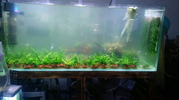 鱼缸水浑浊(还是清洁鱼缸导致的)