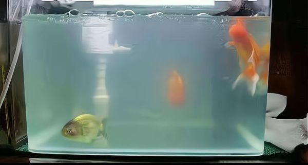 鱼缸水浑浊(还是清洁鱼缸导致的)
