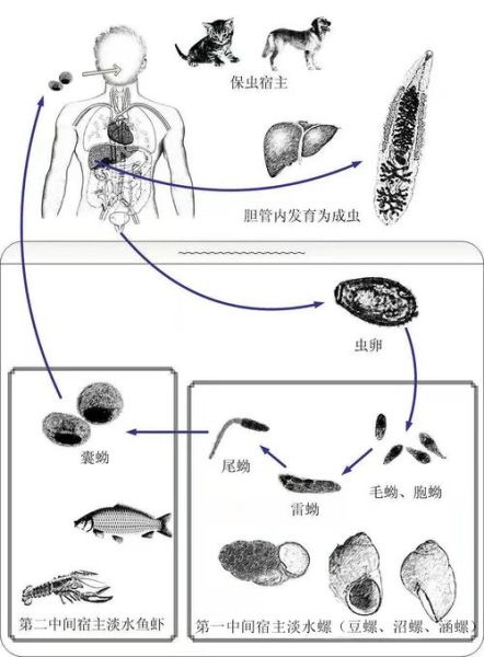 鱼舌寄生虫( 它是怎么寄生的)