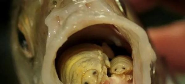 鱼舌寄生虫( 它是怎么寄生的)
