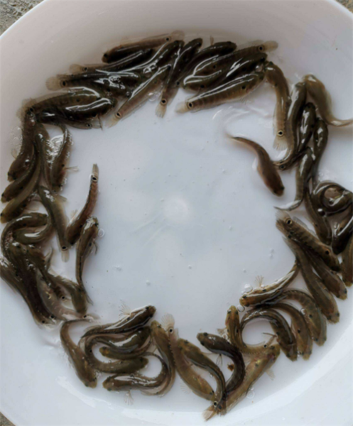 鱼苗吃什么( 鱼苗开口吃什么最好)