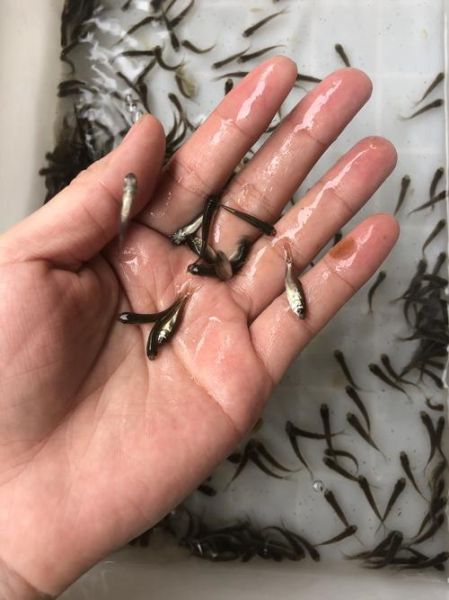 鱼苗吃什么( 鱼苗开口吃什么最好)