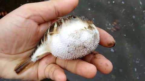 鱼装死(还是有其他秘密)