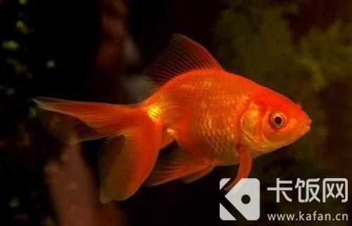鱼食喂太多(还是金鱼吃不完)