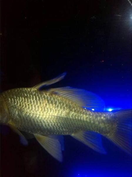鱼鳍烂了(怎么才能治好)