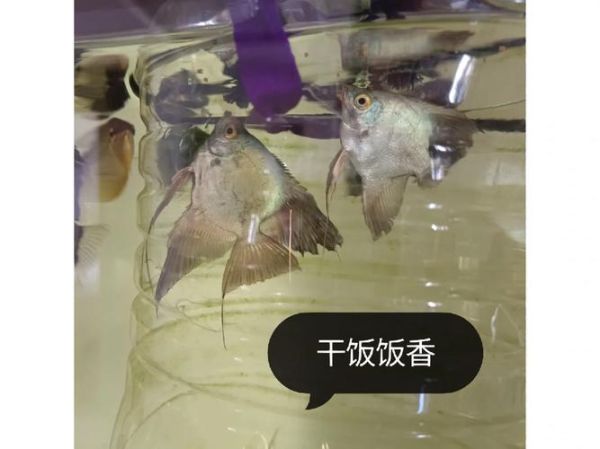 鱼鳍烂了(怎么才能治好)