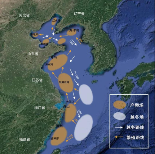 鱽鱼(离全面恢复还有多远)