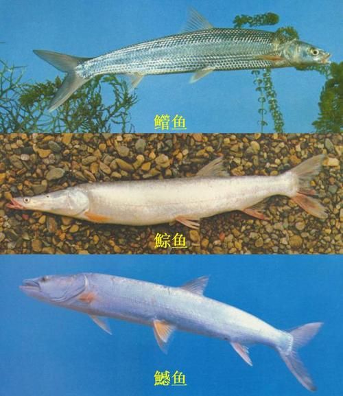 鲆鱼(你真的知道它叫什么吗)