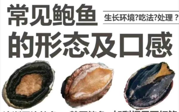 鲍鱼是鱼吗(它们是亲戚吗)