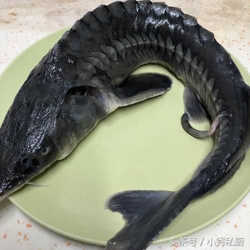 鲟鱼吃什么(它最爱吃哪种)