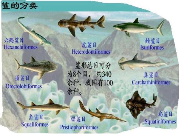 鲨鱼是不是哺乳动物(它们是哺乳动物吗)