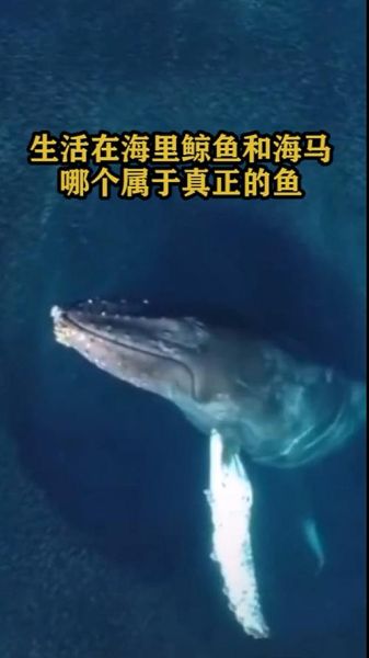 鲸鱼和海马哪个是真正的鱼(它们谁更像鱼)