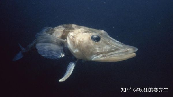 鳄冰鱼(为什么叫它冰鱼)