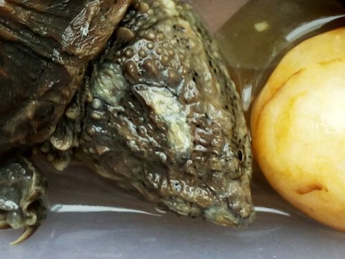 鳄鱼龟不吃东西(是不是生病了)