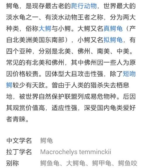 鳄鱼龟养殖( 怎么才能让它健康成长)
