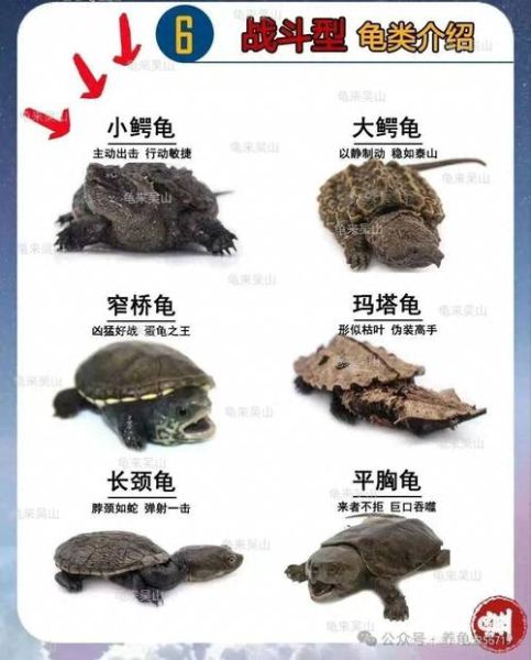 鳄鱼龟养殖技术(怎么才能保证它长得快)