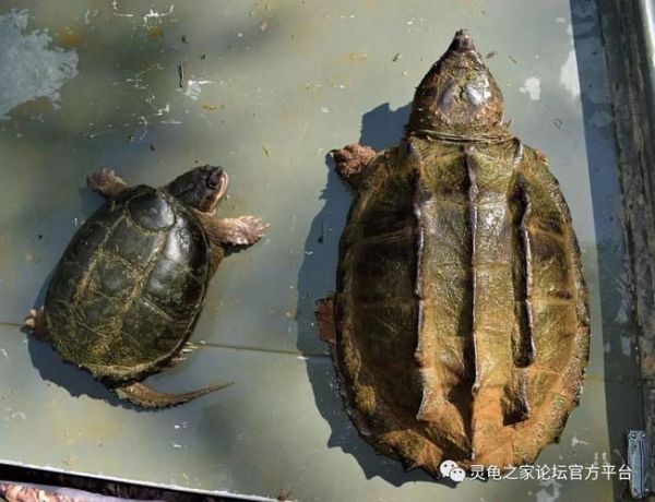 鳄鱼龟怎么养(有什么秘诀吗)