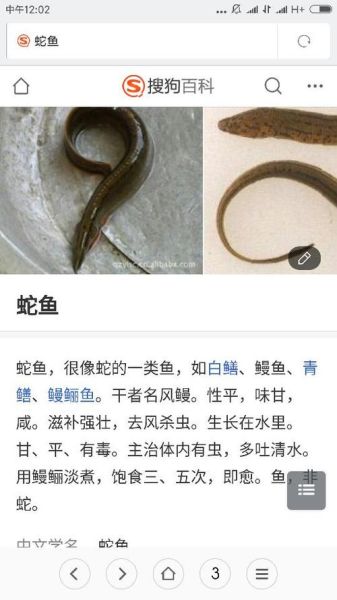 鳗鲡鱼(还是别的什么)