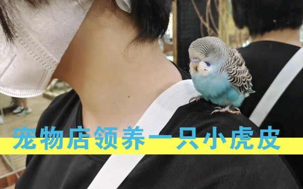 鸟啦网(口碑评价好不好)