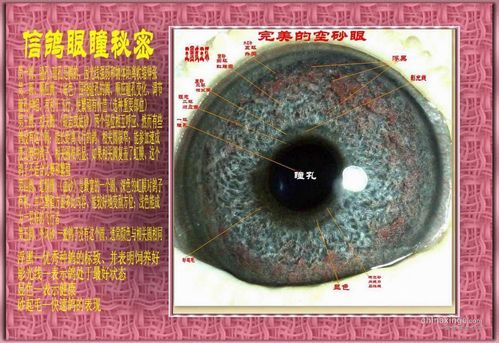 鸟眼( 你知道怎么看吗)