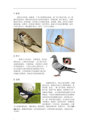 鸟类网(鸟类网为你解答)