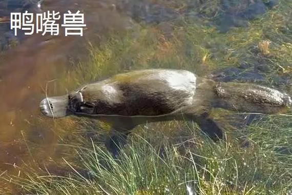 鸭嘴兽鱼(它到底是什么鱼)