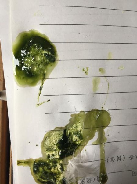 鸽子拉水便怎么办( 还是换环境不适应)