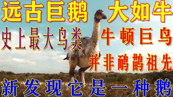 鹅的祖先是什么动物(为什么现在不能飞了)