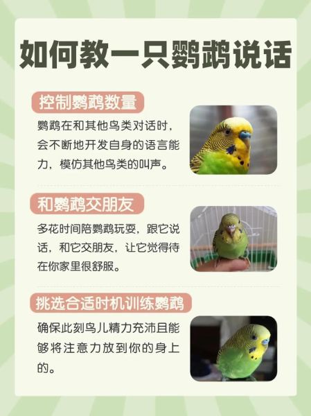 鹦鹉为什么会说话(它们为什么要模仿人类的声音)