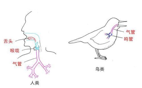 鹦鹉为什么会说话(它们为什么要模仿人类的声音)